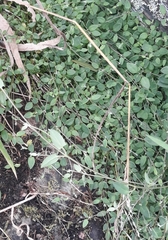 Chenopodium nutans nutans