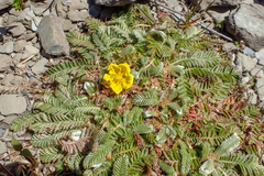 Argentina tugitakensis