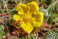 Argentina tugitakensis