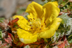 Argentina tugitakensis