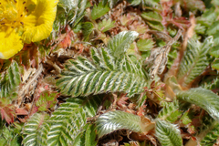 Argentina tugitakensis