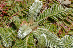 Argentina tugitakensis