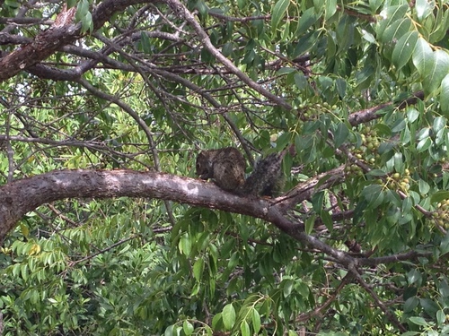 Sciurus yucatanensis