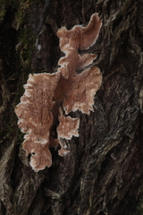 Steccherinum bourdotii