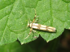 Stathmopoda pedella