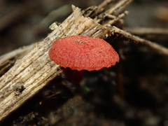 Cruentomycena
