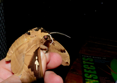 Lophostethus dumolinii