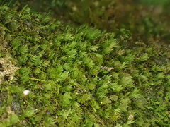 Fissidens gracilifolius