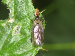 Hybos culiciformis