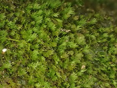 Fissidens gracilifolius