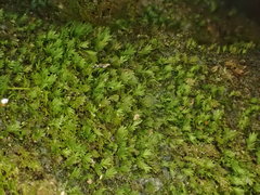 Fissidens gracilifolius