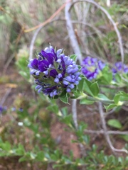 Psoralea fruticans