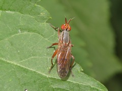 Elgiva cucularia