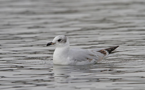 Gaviota cabecinegra (Larus melanocephalus)
