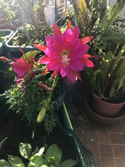 Disocactus ackermannii