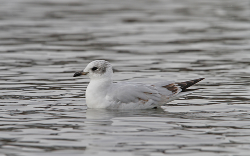 Mediterranean Gull (Ichthyaetus melanocephalus)