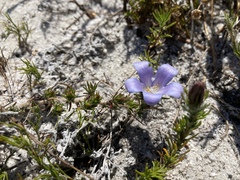 Roella prostrata