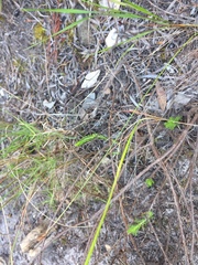 Cyanella