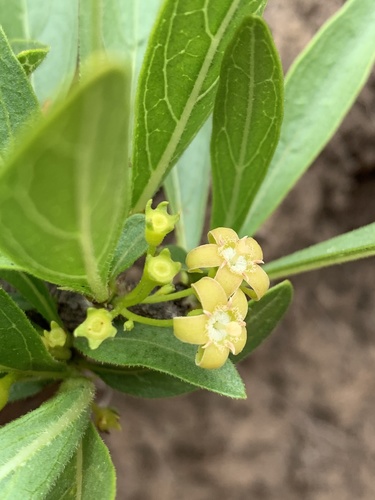 Vangueria thamnus