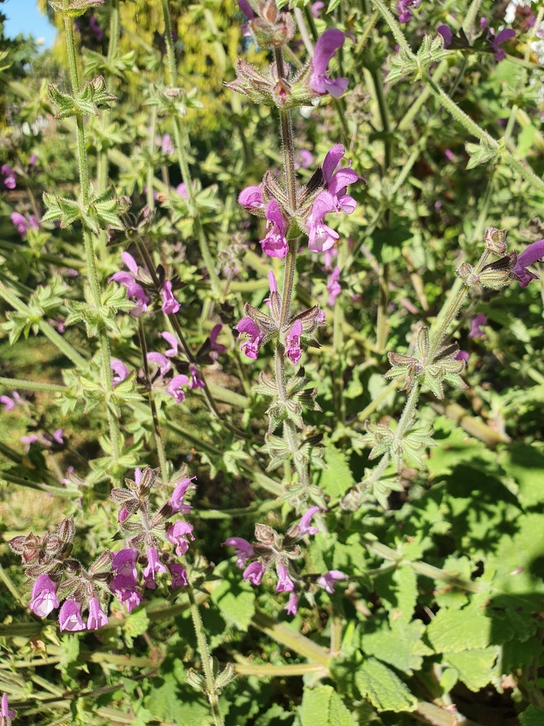 Mid-East sage