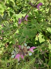 Salvia viscosa