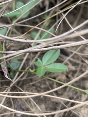 Zornia capensis capensis