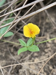 Zornia capensis capensis