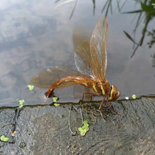 Brown Hawker