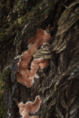 Steccherinum bourdotii