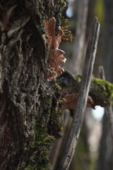 Steccherinum bourdotii