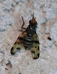 Otites
