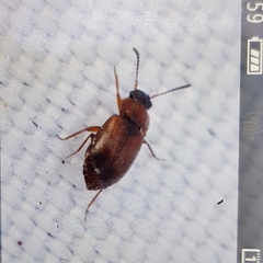 Anthobium atrocephalum