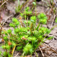 Isolepis hystrix