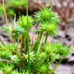 Isolepis hystrix
