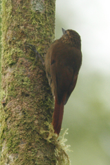 Glyphorynchus spirurus