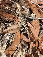 Diporiphora