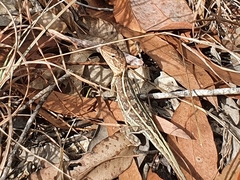 Diporiphora