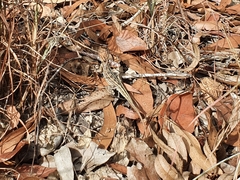 Diporiphora