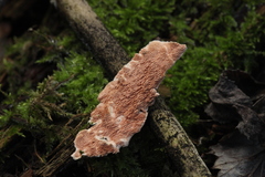 Steccherinum bourdotii