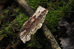 Steccherinum bourdotii