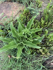 Eucomis autumnalis clavata