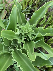 Eucomis autumnalis clavata