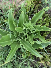 Eucomis autumnalis clavata
