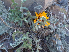 Gazania heterochaeta