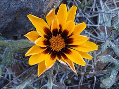 Gazania heterochaeta
