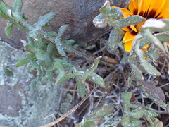 Gazania heterochaeta