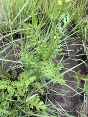 Senecio rhyncholaenus