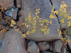 Asparagus multituberosus