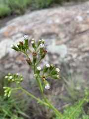 Senecio rhyncholaenus