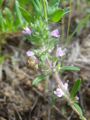 Thymus dimorphus